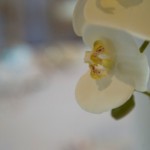 Orchids close up
