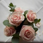 Pink roses