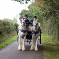 Rob-Poppy-WeddingHorse-Carriage1-t.jpg